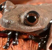 Discovered 60 new species of creatures