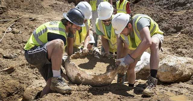 Discovered 68 million year old triceratop bones