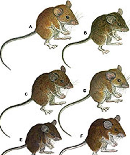 Discovered 7 new species of rats in the Philippines
