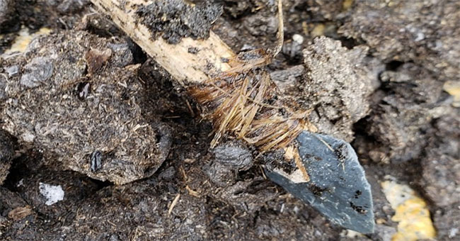 Discovered a 1,000-year-old spear preserved in melting ice