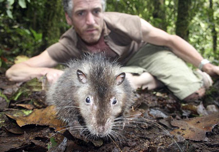 Discovered a big cat-like rat