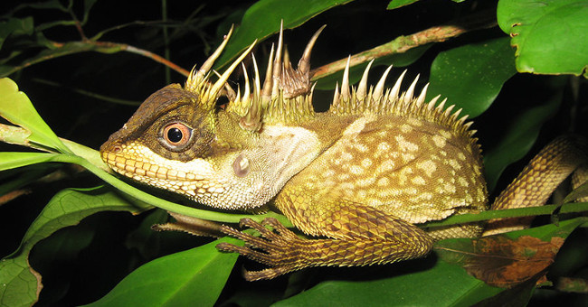Discovered a dragon-like lizard