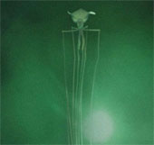 Discovered a giant 8-meter alien ink