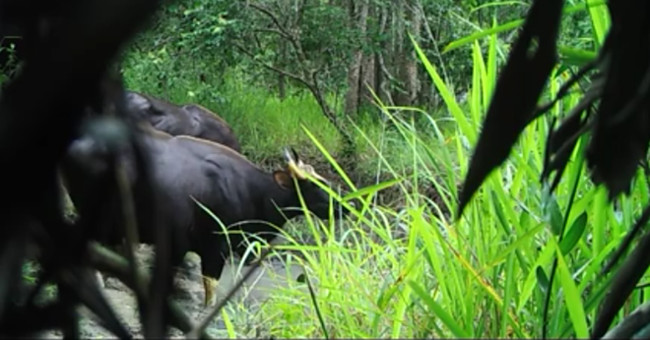 Discovered a herd of 4 cows in Dak Lak