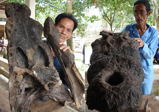 Discovered a huge array of crocodile head bones