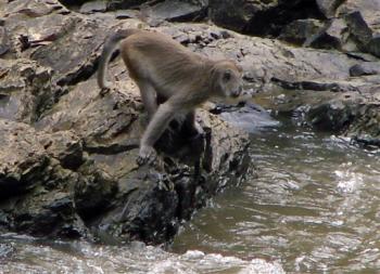Discovered a monkey that catches fish