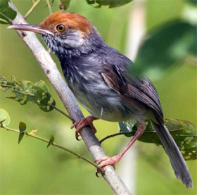 Discovered a new bird, red crest in Cambodia