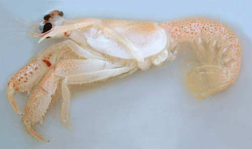 Discovered a new crustacean in the Pacific