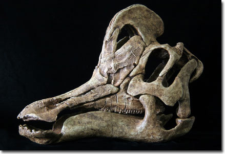 Discovered a new giant duck-billed dinosaur in Mexico