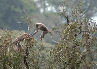 Discovered a new monkey genus in Africa