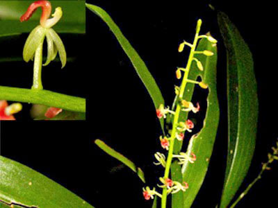 Discovered a new orchid species in Vietnam