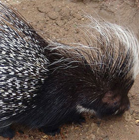 Discovered a new porcupine that lives on trees in Brazil