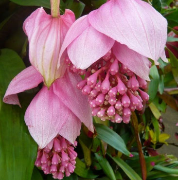 Discovered a new rare flowering plant in Fiji