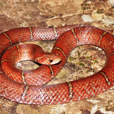 Discovered a new red snake species in Cambodia