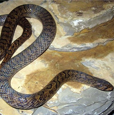 Discovered a new snake species in Vietnam