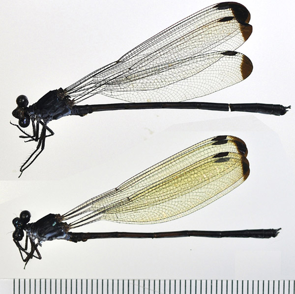 Discovered a new species of dragonfly in northern Vietnam