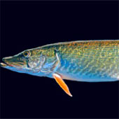 Discovered a new species of fish in France