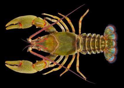 Discovered a new species of giant shrimp