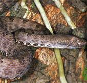 Discovered a new species of green snake in Cao Bang