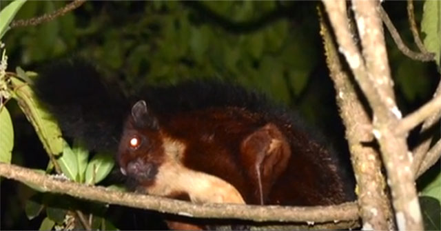 Discovered a new species of rare flying squirrel in China