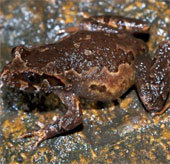 Discovered a new species of toad in Fansipan