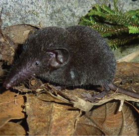 Discovered a new species of 'tree shrew' in Sapa