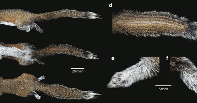 Discovered a new squirrel species in Vietnam