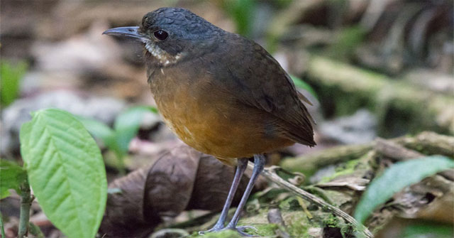 Discovered a new 'super shy' bird in Colombia