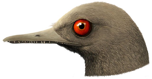 Discovered a new super-small dinosaur, only 5cm long