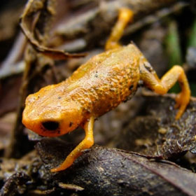 Discovered a new tiny frog with 3 toes