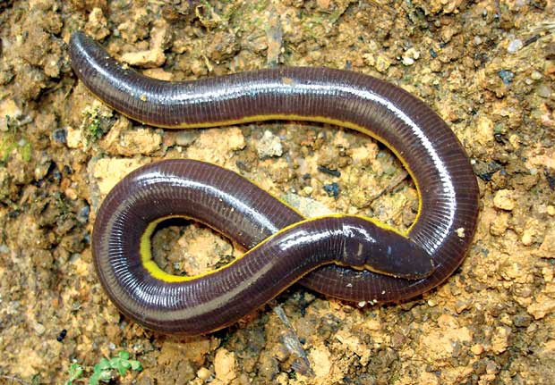 Discovered a new worm frog in Vietnam