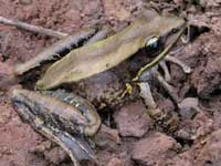 Discovered a strange frog in Thailand