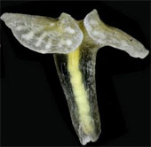 Discovered a strange mushroom creature off Australia