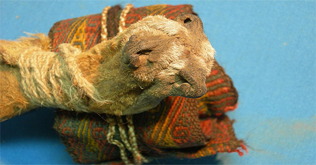 Discovered a thousand years 'phantom medicine bag' in the ancient tomb