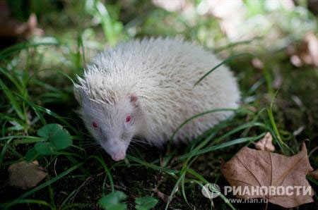 Discovered albino porcupine in Russia