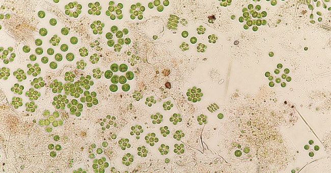 Discovered an algae that lived up to 2 years in space