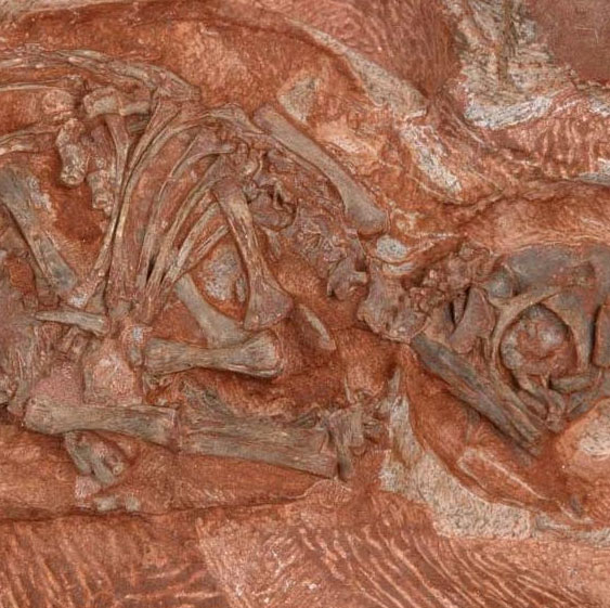 Discovered an ancient dinosaur group never seen