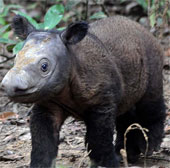 Discovered an ancient rhino that has never been seen in Thailand