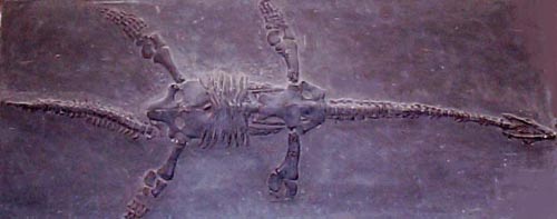 Discovered an ancient snake-headed lizard