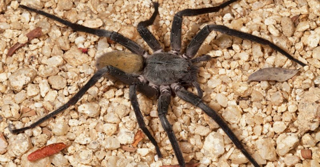 Discovered an extremely rare giant 8-eye spider in Mexico