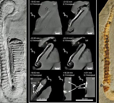 Discovered ancestor species of tentacles