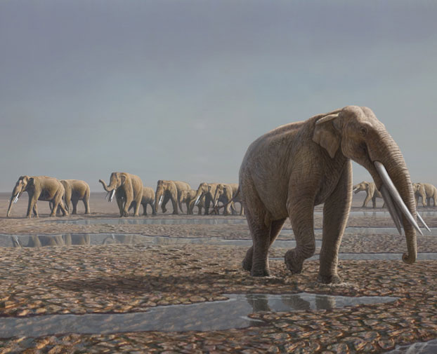 Discovered ancient elephant footprints