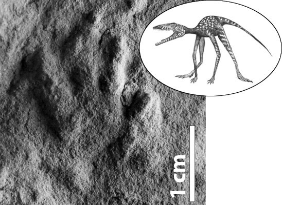 Discovered animals appear before dinosaurs