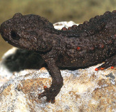 Discovered another species of toad fish in Vietnam
