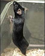 Discovered appetite hormone in rats