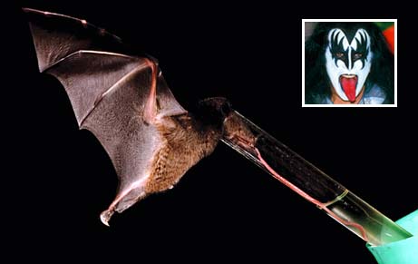 Discovered bats have a record long tongue