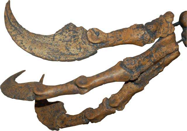 Discovered belly belly dinosaur bones