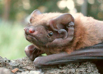 Discovered bird-eating bat migrating during the night
