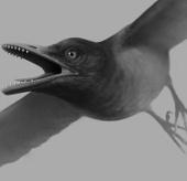 Discovered birds with killer teeth