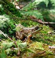 Discovered bisexual frogs in the suburbs